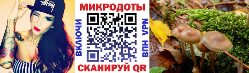 купить наркотики цена  Южно-Сухокумск  Псилоцибиновые грибы мицелий 